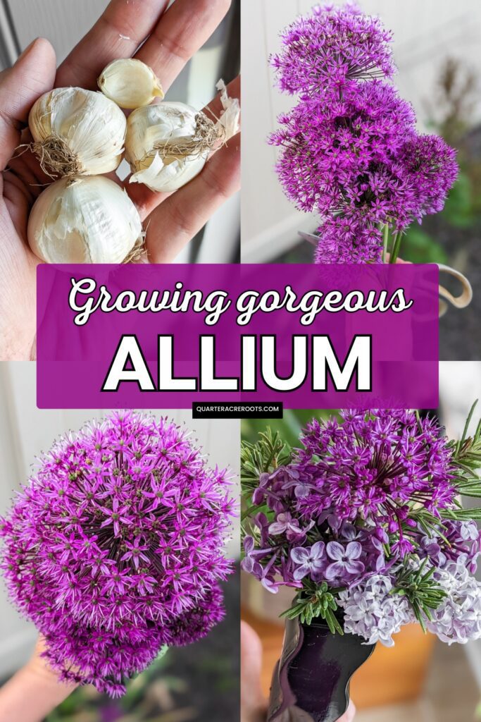 collage that says growing gorgeous allium with pictures of flowers