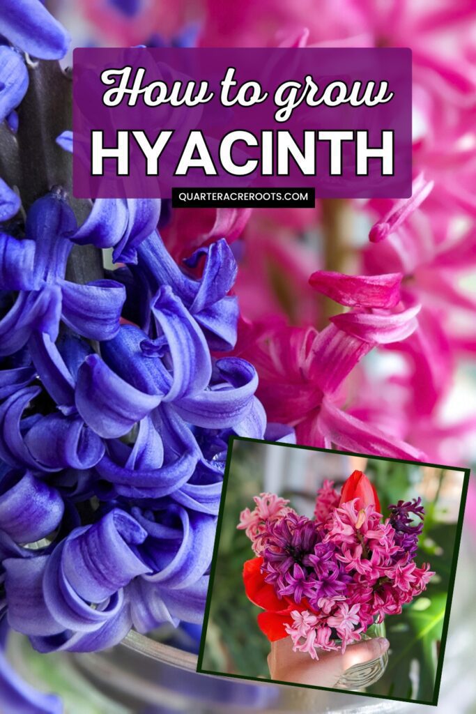 beautiful flowers with text overlay that says how to grow hyacinth