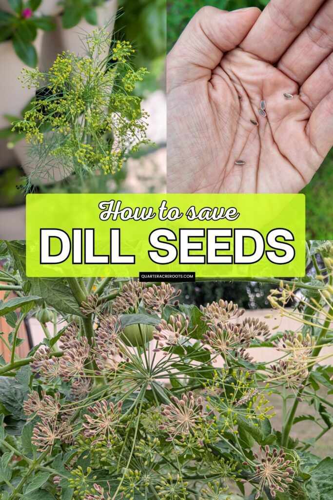 collage that says how to save dill seeds with pictures of the process
