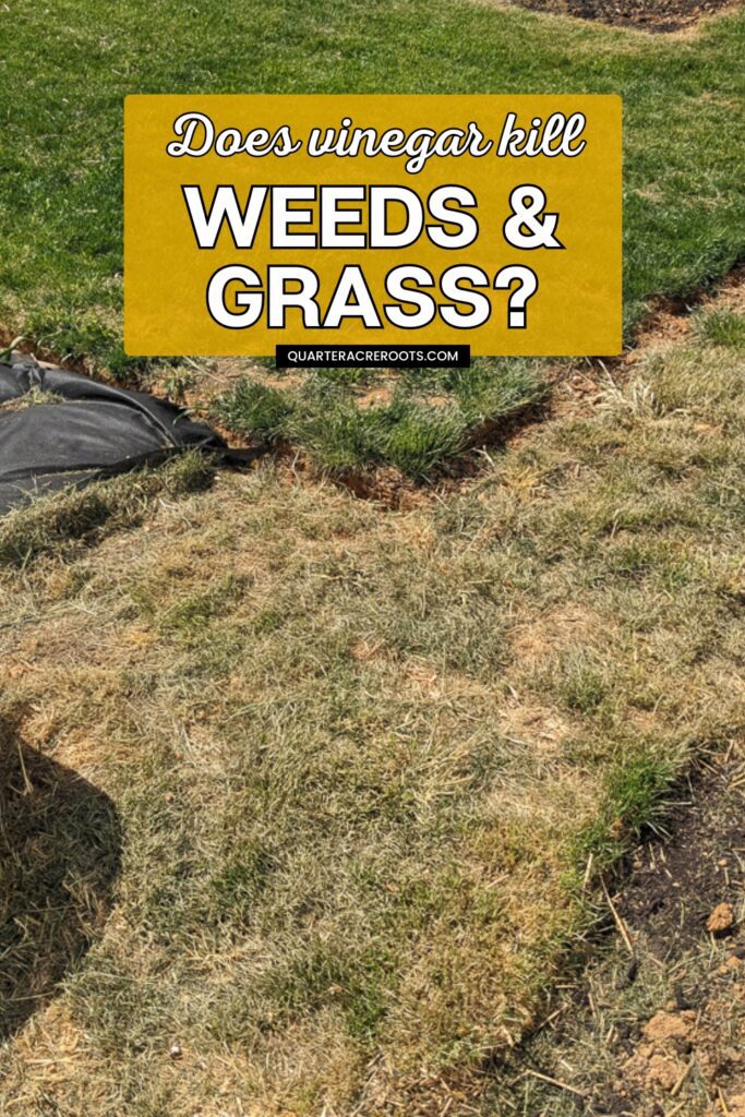 dying grass with text overlay that says does vinegar kill weeds and grass?