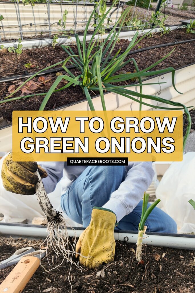 collage that says how to grow green onions with someone planting