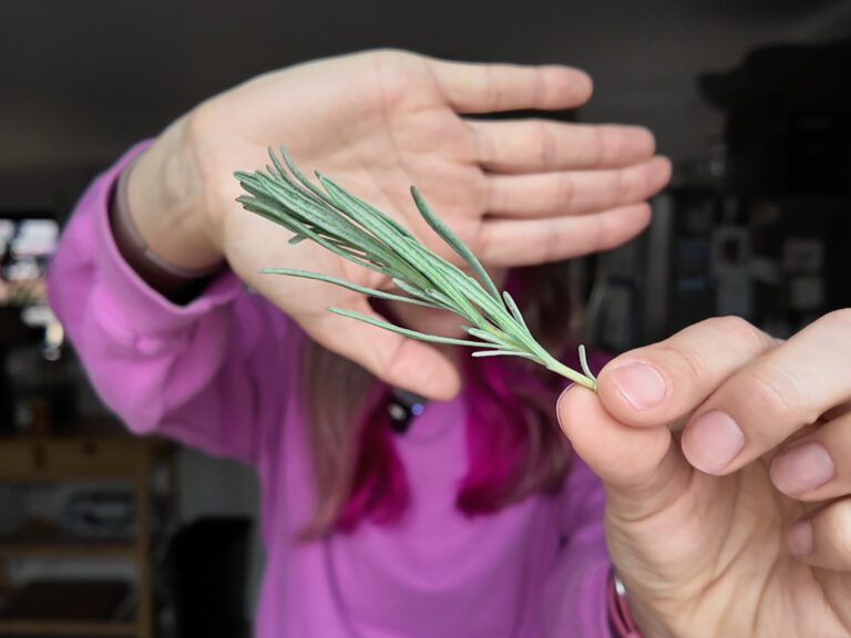 hand holding lavender sprig