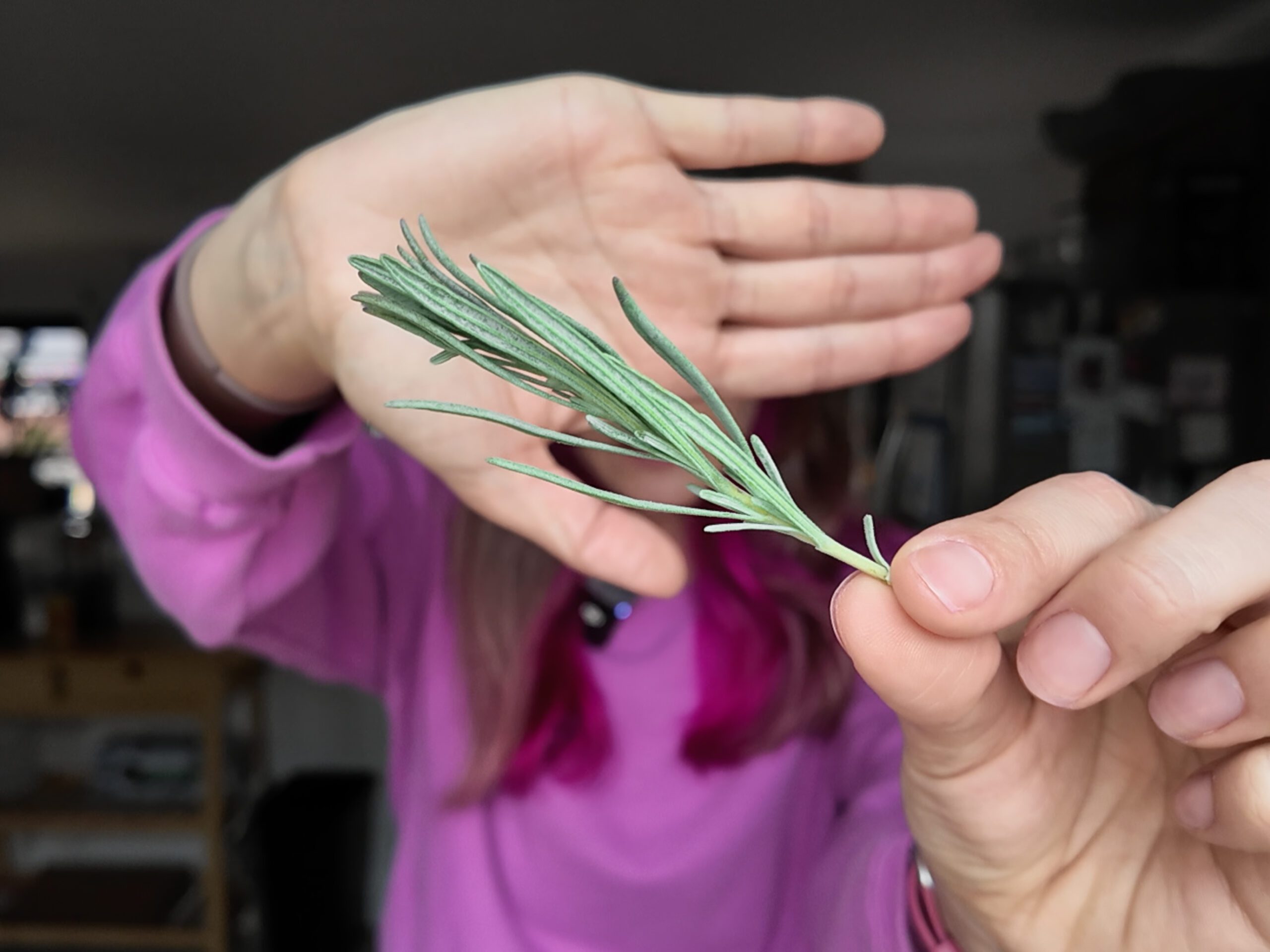 hand holding lavender sprig