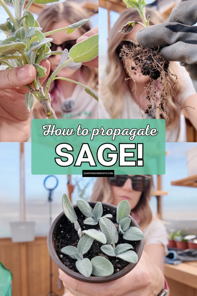 collage that says how to propagate sage with pictures of the process