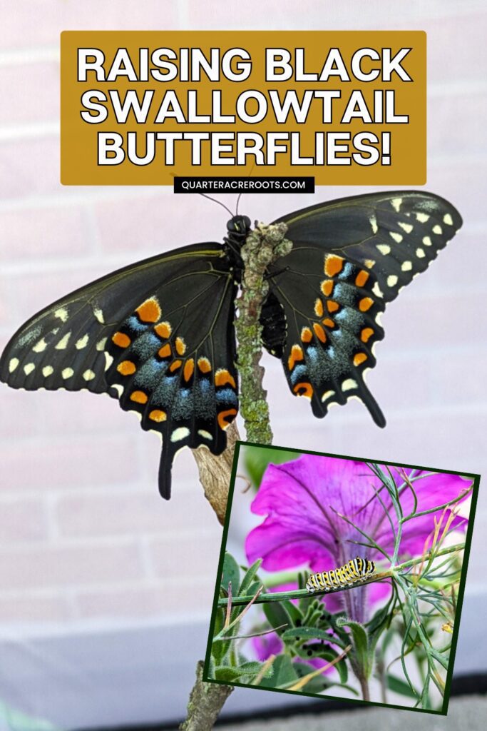 butterfly and caterpillar with text overlay that says raising black swallowtail butterflies