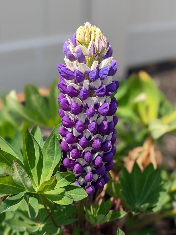 lupine