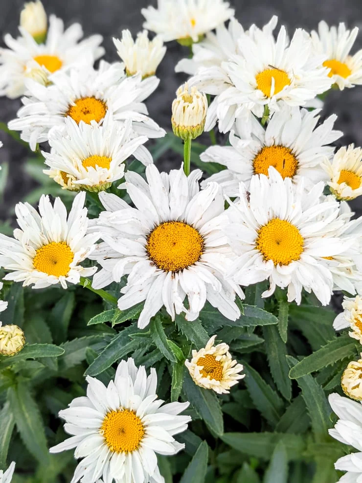 shasta daisies