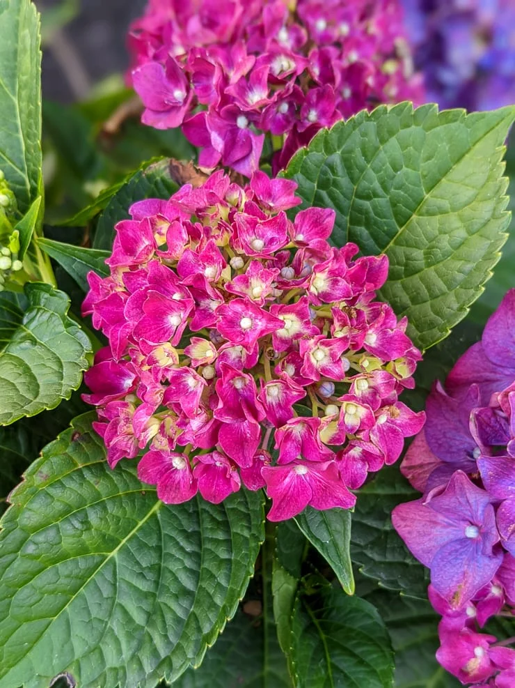 hydrangea