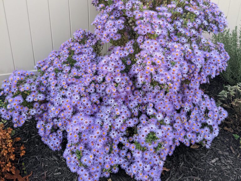 purple-blue aster flowers
