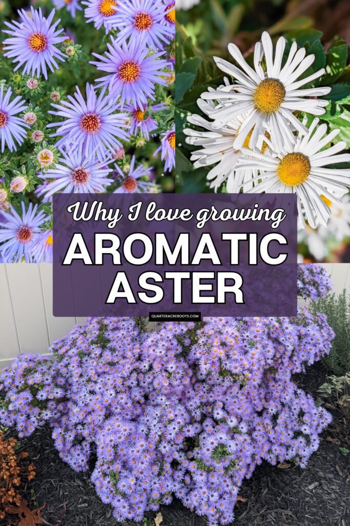 collage that says why I love growing aromatic aster with pictures of flowers