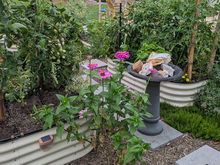 pink zinnias between raised garden beds