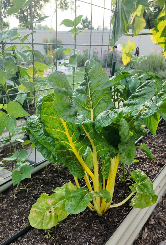 swiss chard