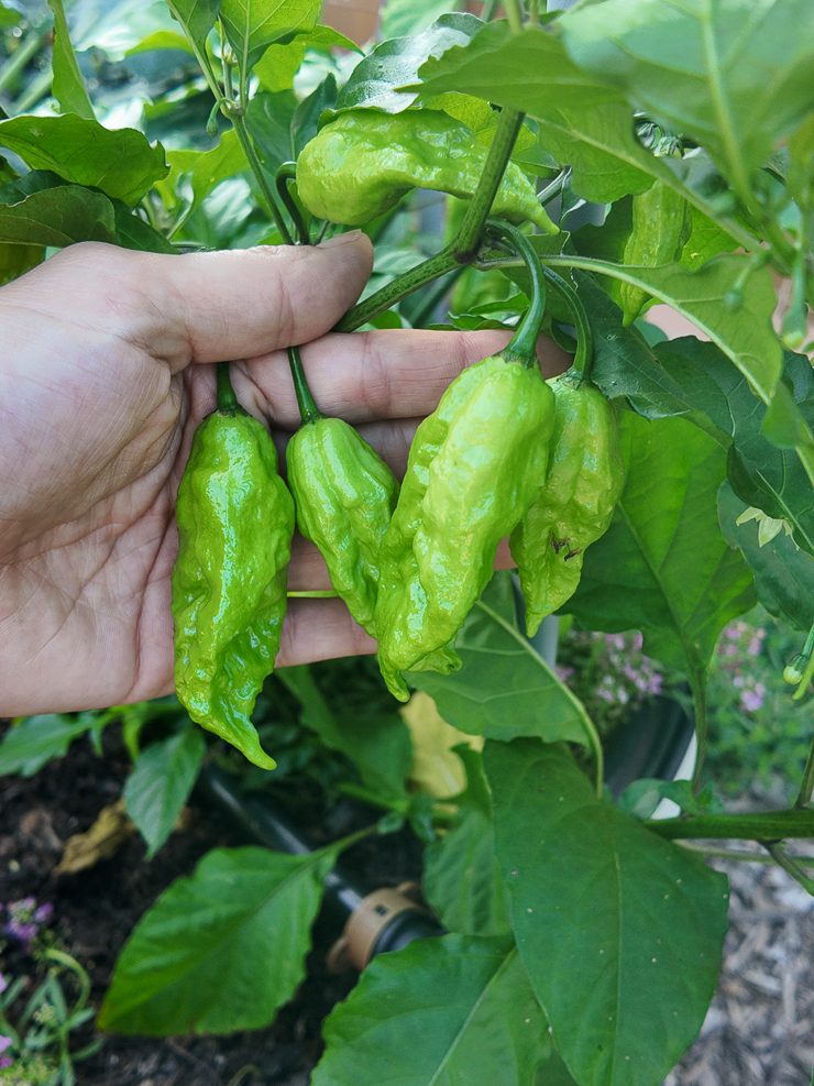 ghost peppers