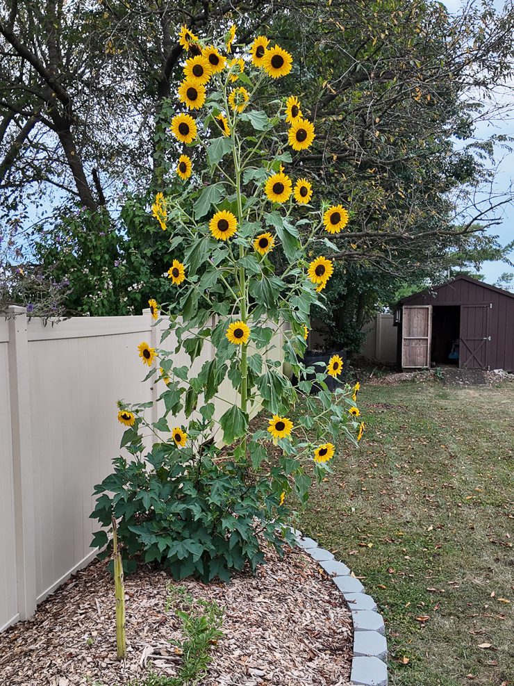 hery wilde sunflower