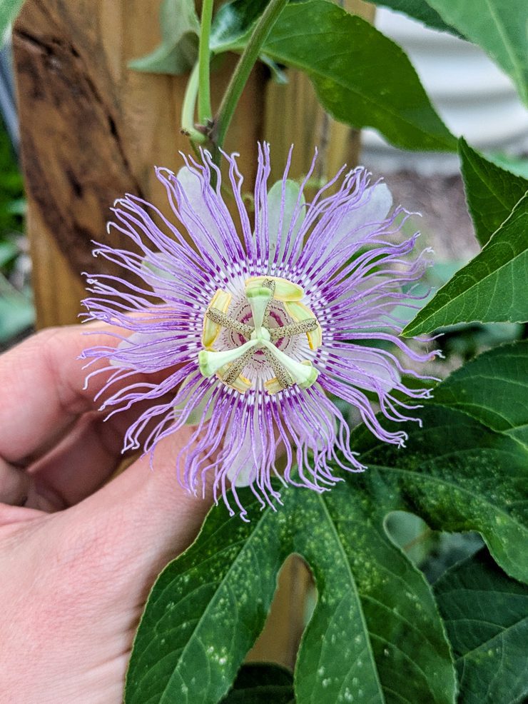 passiflora incarnata flower