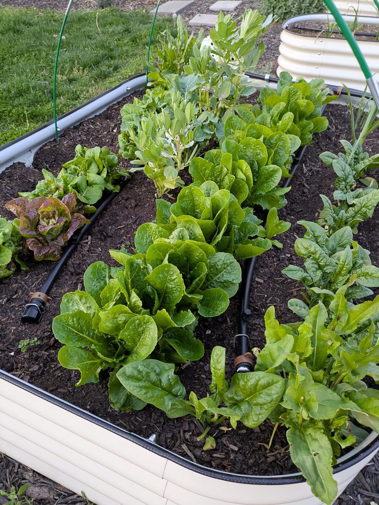 greens growing in a raised bed