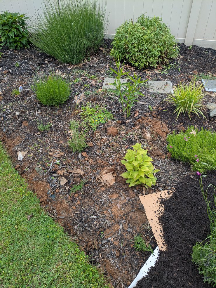 landscaping around a pond