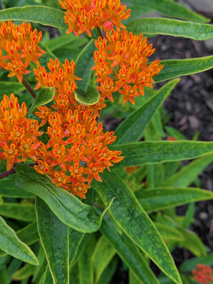 butterfly weed