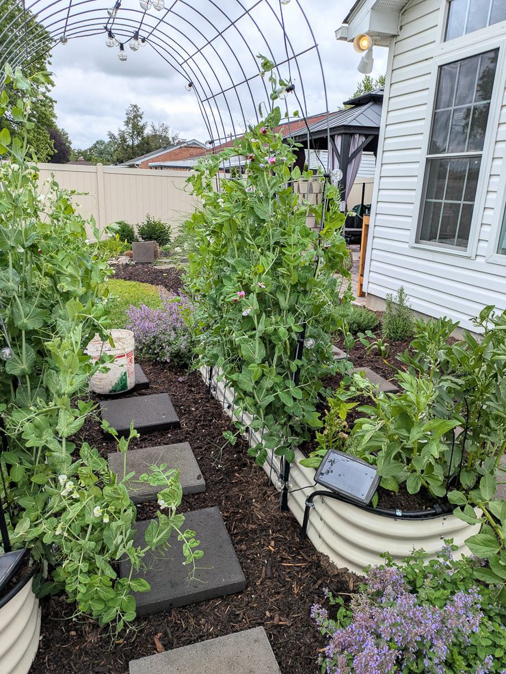 sugar snap peas growing up a trellis