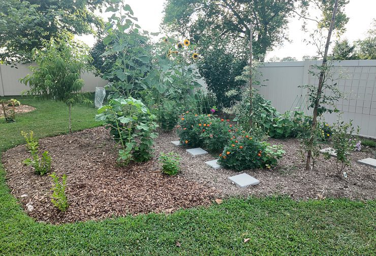 grass area converted to a mulched berry patch