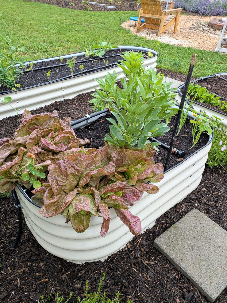 greens growing in a raised bed