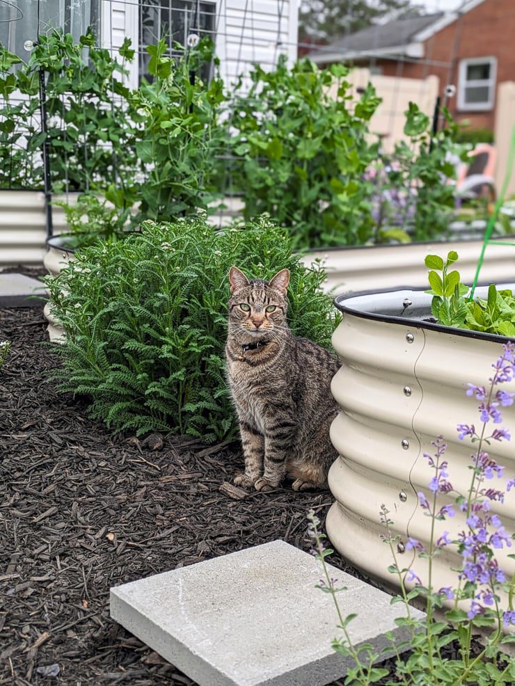 cat in a garden