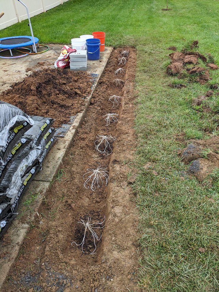 planting asparagus crowns