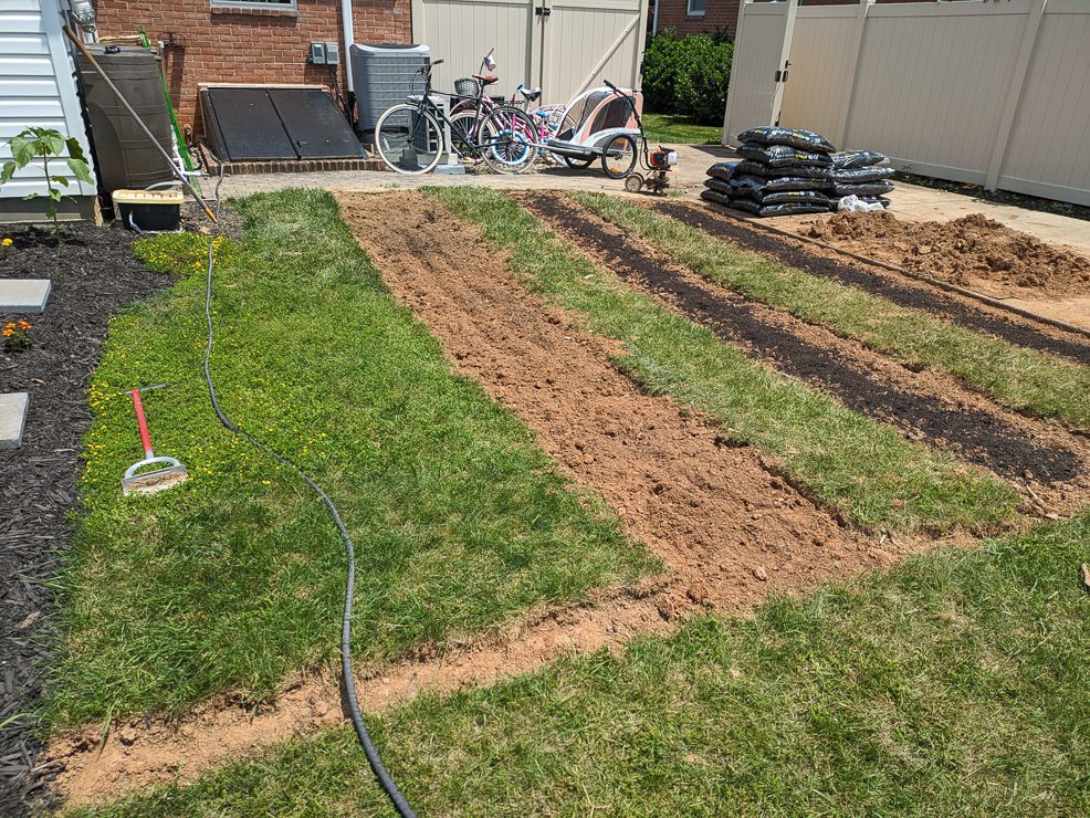 planting asparagus crowns