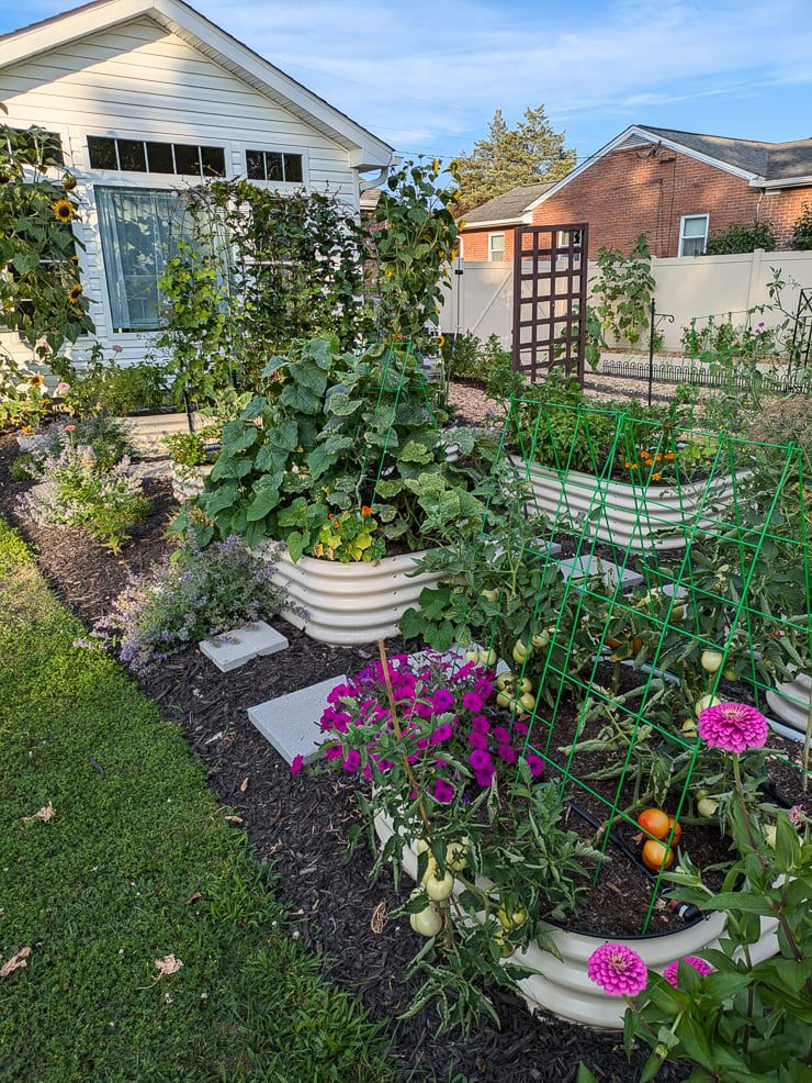 vegetables growing in a backyard garden