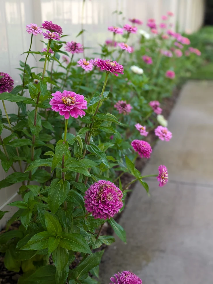 pink zinnias