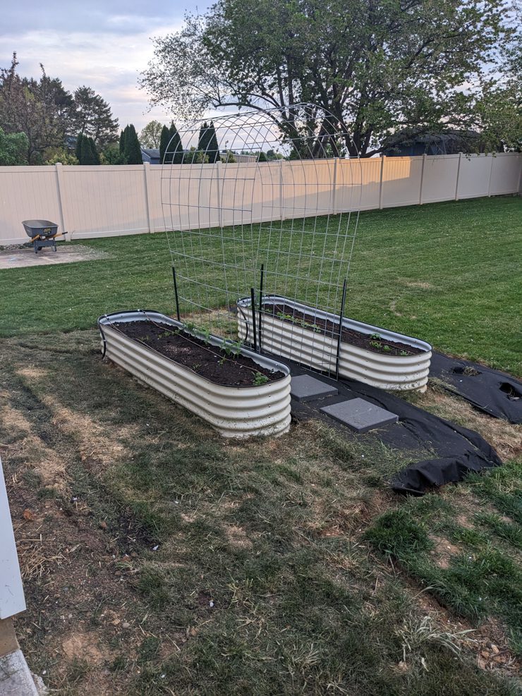 adding a cattle panel trellis between the vego garden beds