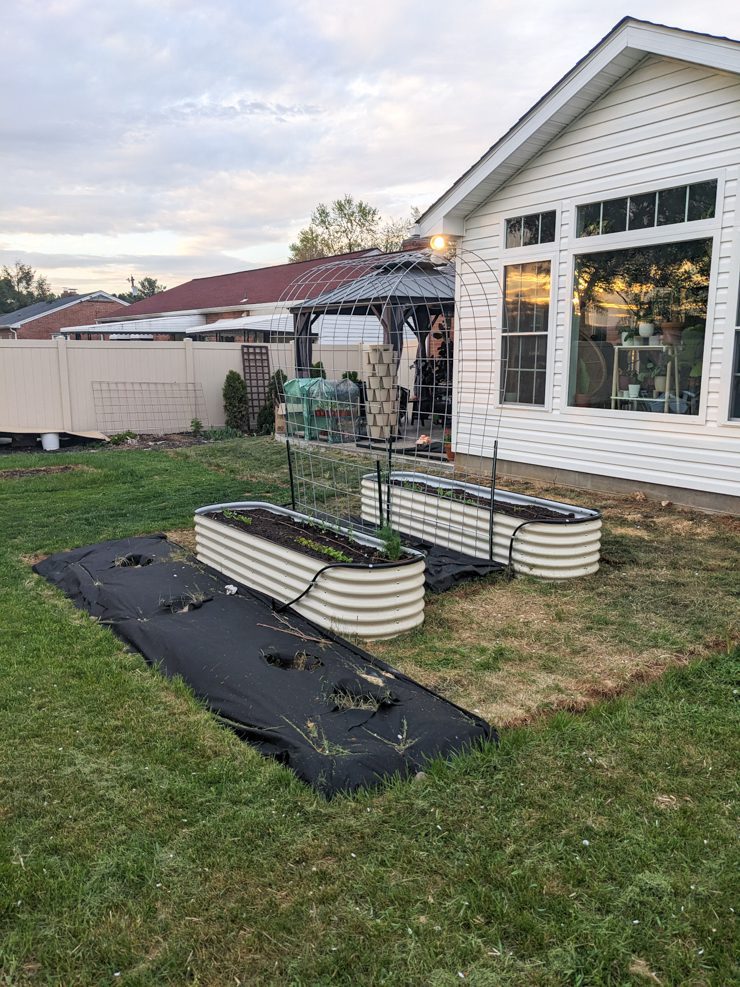 adding a cattle panel trellis between the vego garden beds