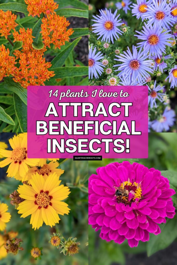 collage that says 14 plants I love to attract beneficial insects with pictures of flowers
