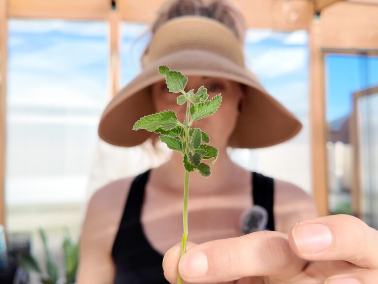 catmint cutting