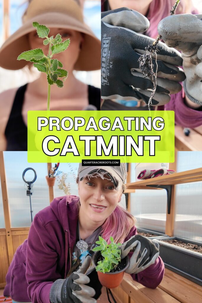 collage that says propagating catmint with pictures of the process