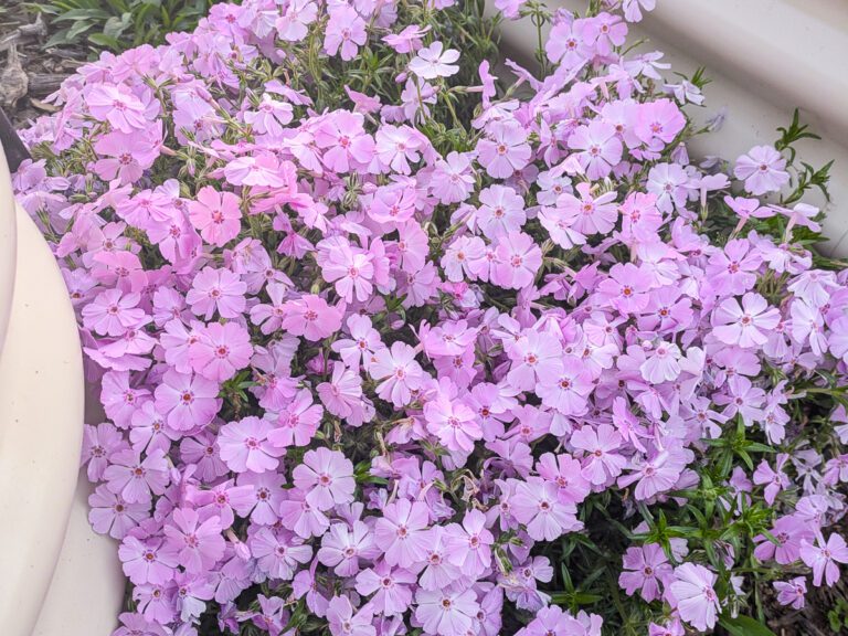 pink creeping phlox
