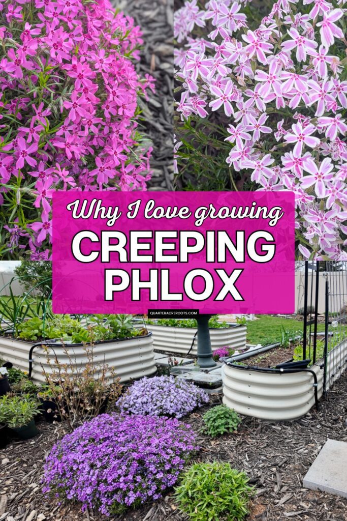 collage of beautiful flowers that says why I love growing creeping phlox