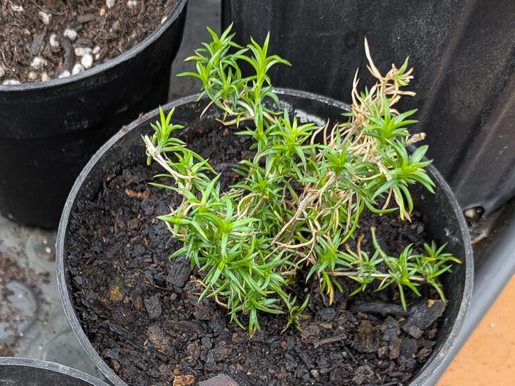 creep phlox propagation