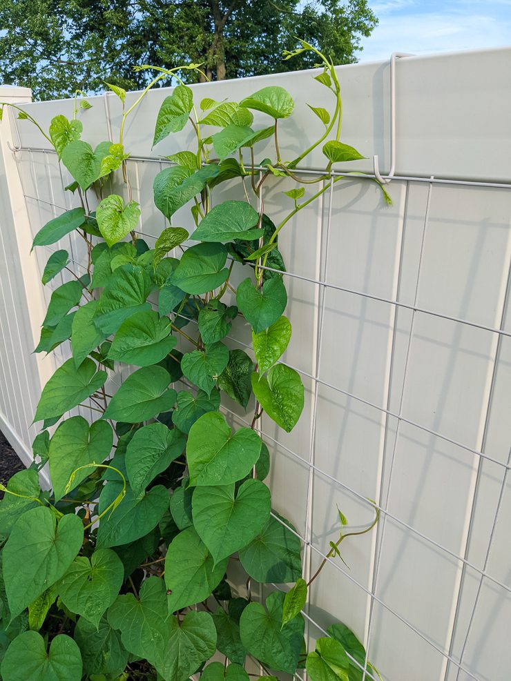 moonflower vine growing up wire remesh