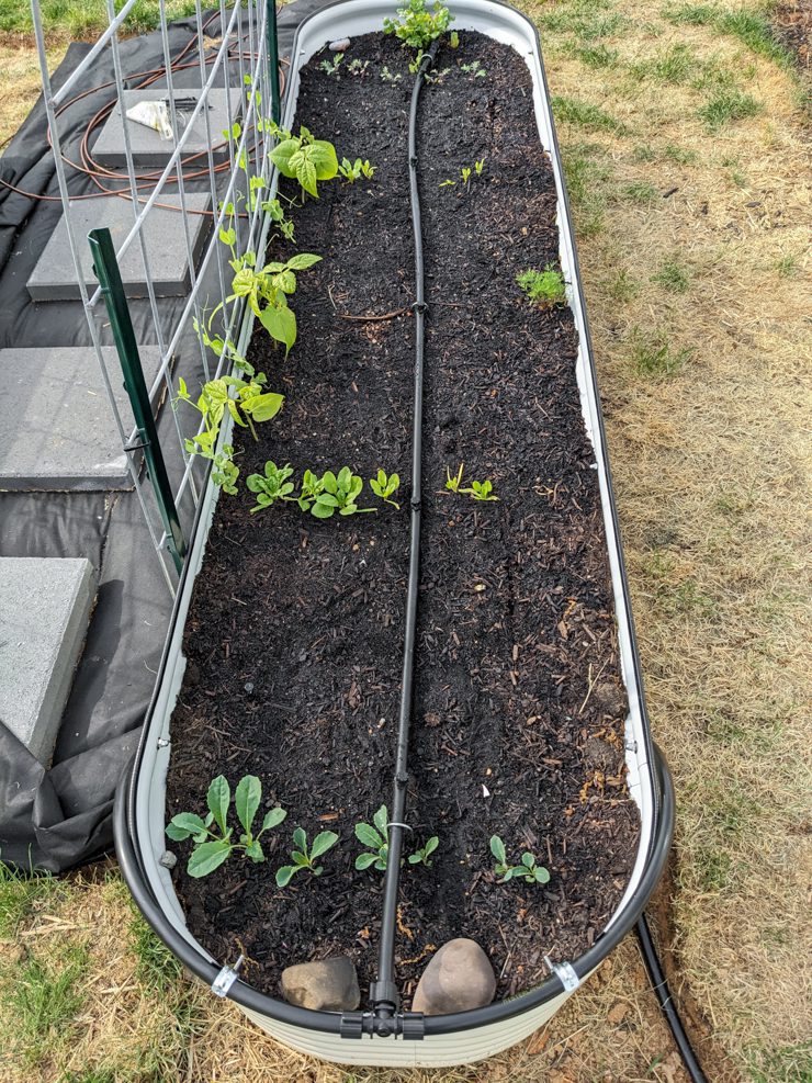irrigation hose going down the middle of a garden bed