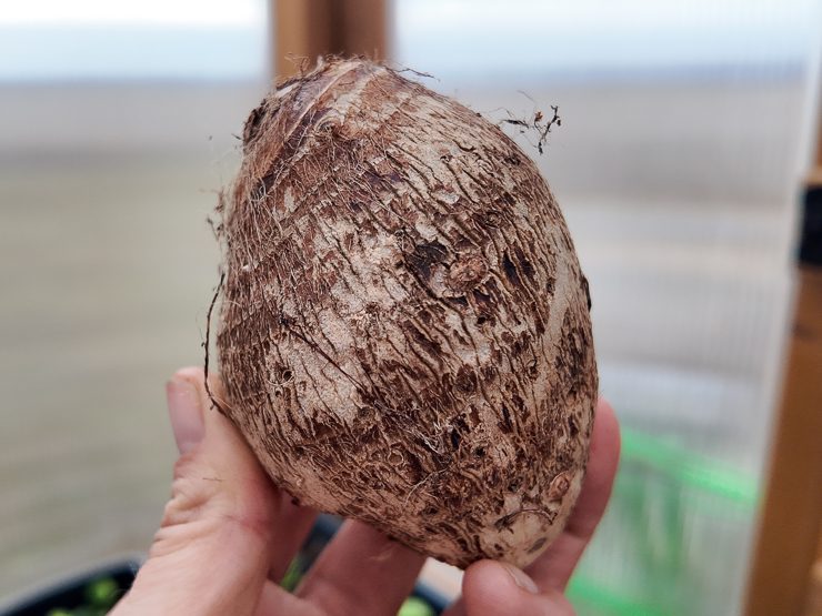 taro root bulb to plant