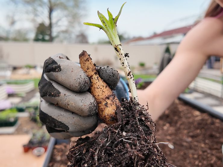 planting sunchokes