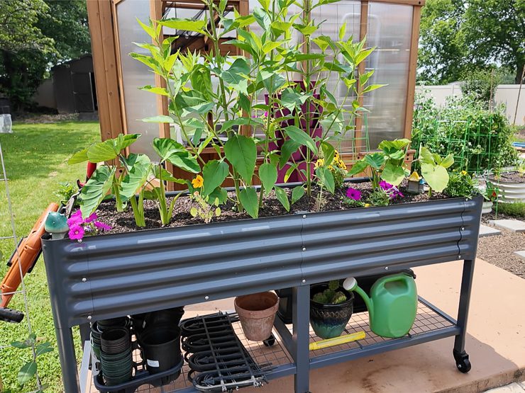 elevated garden bed with plants