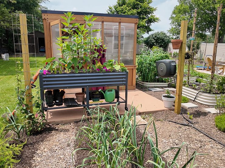 edible tuber bed with suchokes, taro, and ginger in a garden