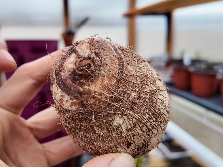 taro root