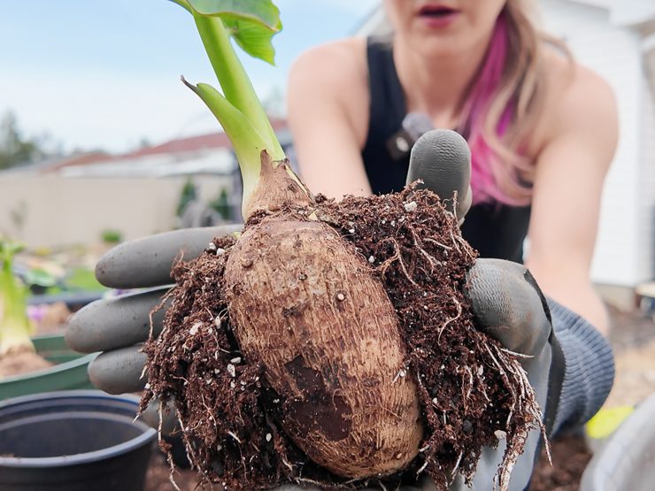 sprouting taro root to plant
