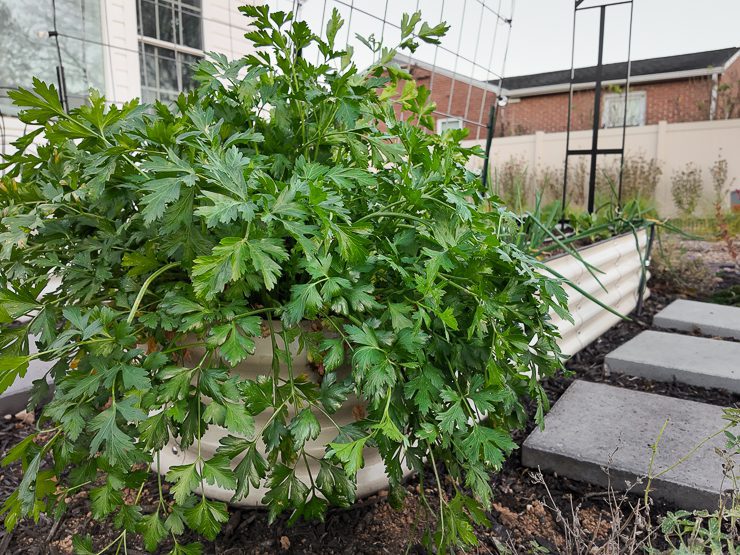 parsley in a vego bed