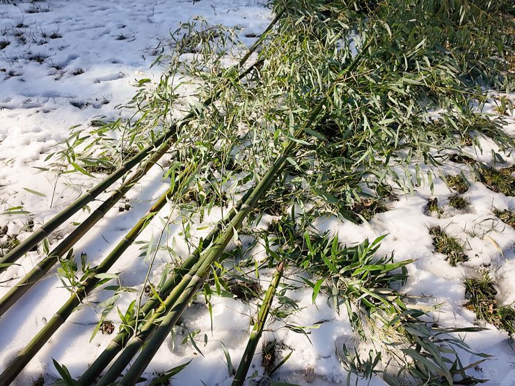 cut down bamboo culms