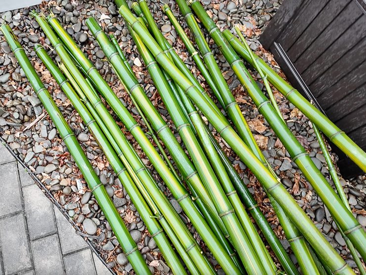 cut down bamboo culms