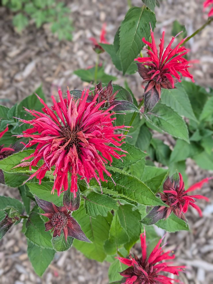 bee balm